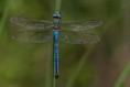 /album/galleria-2/anax-imperator-1-jpg/
